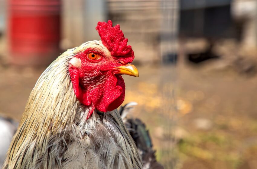  Japonia cierpi z powodu ptasiej grypy: zabito już 17 milionów kurczaków