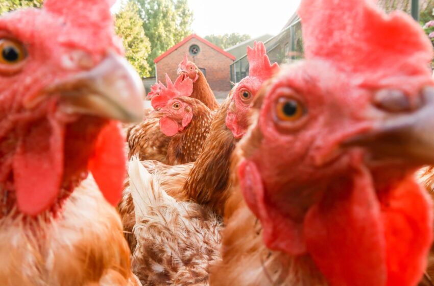  Import wzrósł 300 proc. Rolnicy chcą ceł na produkty z Ukrainy.